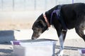 Black mixed breed dog looking for a buried scent Royalty Free Stock Photo