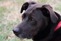 Black Mixed Breed Dog Outdoors Royalty Free Stock Photo