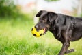 Black mixed breed dog playing with soccer ball