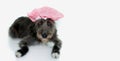 BLACK MIXED BREED DOG READY TO HAVE A BATH WEARING A BATHING CA Royalty Free Stock Photo