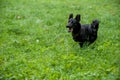 Black Mixed Breed Dog Running on the grass Royalty Free Stock Photo