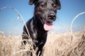 Black mixed breed dog