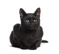 Black mixed-breed domestic cat lying against white background Royalty Free Stock Photo