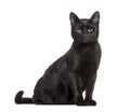 Black mixed-breed domestic cat sitting against white background