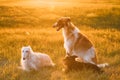 Black Mixed Breed Hunting Dog And Russian Greyhounds Borzois, Bo