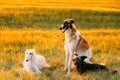 Black mixed breed hunting dog and russian greyhounds borzois, boa sitting together outdoor in summer or autumn meadow or Royalty Free Stock Photo