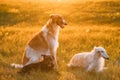 Black Mixed Breed Hunting Dog And Russian Greyhounds Borzois, Borzaya Sitting Together Outdoor In Summer Or Autumn Royalty Free Stock Photo