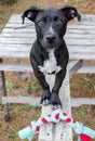 Black mixed breed puppy dog with chew toy rope Royalty Free Stock Photo