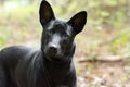 Black mixed breed puppy dog Royalty Free Stock Photo