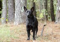 Black mixed breed puppy dog Royalty Free Stock Photo