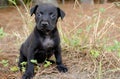 Black mixed breed puppy dog Royalty Free Stock Photo