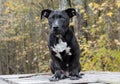 Black mixed breed puppy dog sitting Royalty Free Stock Photo