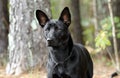 Black mixed breed stray puppy dog