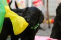 A black mixed puppy is standing on the terrace and biting in a colorful play tunnel