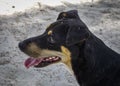 A dog relaxing on the sand beach Royalty Free Stock Photo