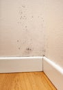 Mold in the corner of the walls