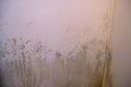 Black mold in the corner of the white ceiling. Macro mildew in the apartment. Humidity in the room Royalty Free Stock Photo