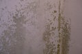 Black mold in the corner of the white ceiling. Macro mildew in the apartment. Humidity in the room Royalty Free Stock Photo