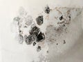 Black mold from dampness on drywall close up