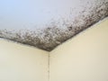 Black mold fungus Royalty Free Stock Photo