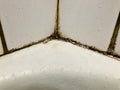 Black mold growing on shower tiles in bathroom