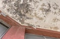 Black Mold growth and stains on the ceiling