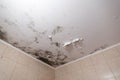 Black mold and mildew spots on the ceiling or wall due to poor air ventilation and high humidity. Harm to health