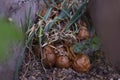Onion disease, close-up of bulbs, shriveled, growing in urban conditions, in dirty soil