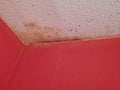 Black mold wall home Royalty Free Stock Photo