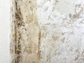 Black mold wall microbe allergen indoor danger. Royalty Free Stock Photo