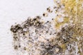 Black mold on whitewall. Closeup macro.