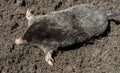Black mole lies on a pile of excavated soil Royalty Free Stock Photo