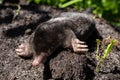 The black mole lies on a pile of of excavated soil.