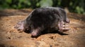 The black mole lies with spread legs and claws.