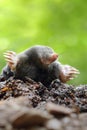 Black mole on molehill