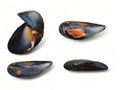 Black mollusk mussel open shell-