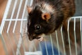 A black molting rat sits on top of the cage. Curious pet, rodent