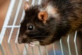 A black molting rat sits on top of the cage. Curious pet, rodent