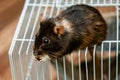 A black molting rat sits on top of the cage. Curious pet, rodent