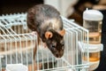 A black molting rat sits on top of the cage. Curious pet, rodent