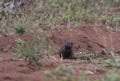 Black Mongoose, Galerella nigrata,