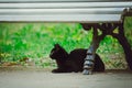 A black, mongrel cat sits on the street under a bench Royalty Free Stock Photo