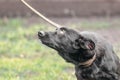 Black mongrel dog on a leash looks imploringly up