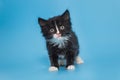 Black mongrel kitten with a white breast and paws Royalty Free Stock Photo