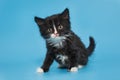 Black mongrel kitten with a white breast and paws Royalty Free Stock Photo