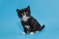 Black mongrel kitten with a white breast and paws Royalty Free Stock Photo