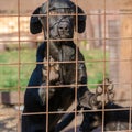 Black mongrel puppy came paws on the lattice Royalty Free Stock Photo