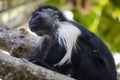 Black monkey Royalty Free Stock Photo