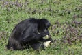 Black monkey eating banana in the zoo Royalty Free Stock Photo