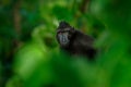 Black monkey hidden in the green vegetation, sitting in the nature habitat, dark tropical forest. Celebes crested Macaque, Macaca Royalty Free Stock Photo